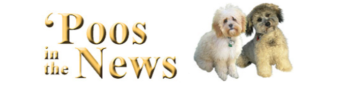 Two dogs with curly fur beside text that reads: 'Poos in the News.'