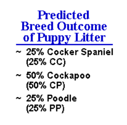 Predicted puppy litter outcome: 25% Cocker Spaniel, 50% Cockapoo, 25% Poodle.