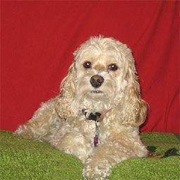 Cream-colored Cocker Spaniel resting on a green surface with a red backdrop.