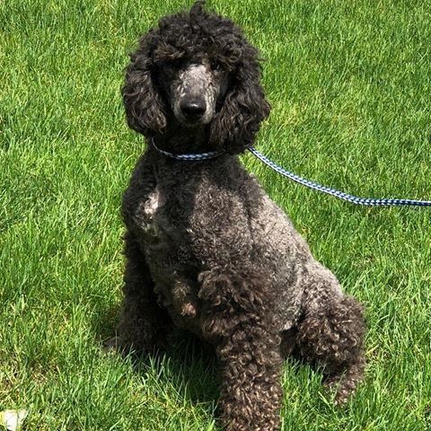 Black standard poodle sitting on green grass, wearing a blue leash.
