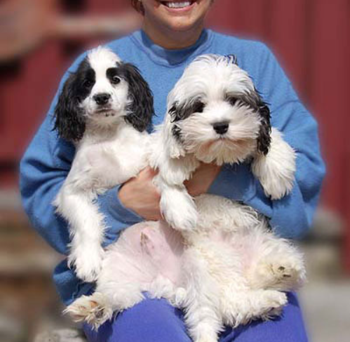 Person holding two black and white puppies; both looking at the camera with happy expressions.