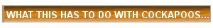 Text on a golden background that reads: WHAT THIS HAS TO DO WITH COCKAPOOS...