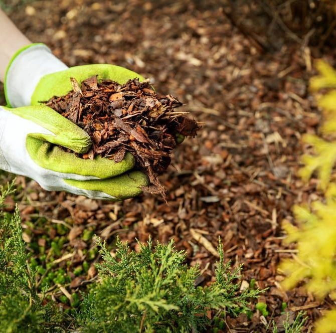 A Person Wearing Green Gloves Is Holding A Pile Of Mulch In Their Hands — Pigot's Mid Western Sand and Soil In Orange, NSW