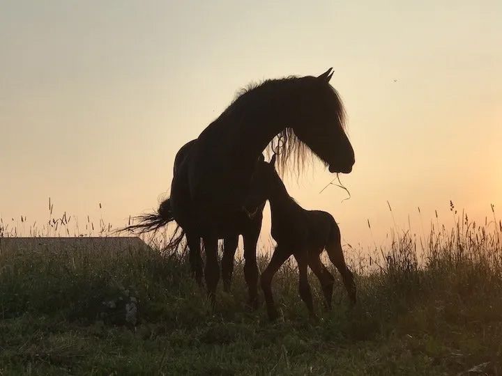 two horses