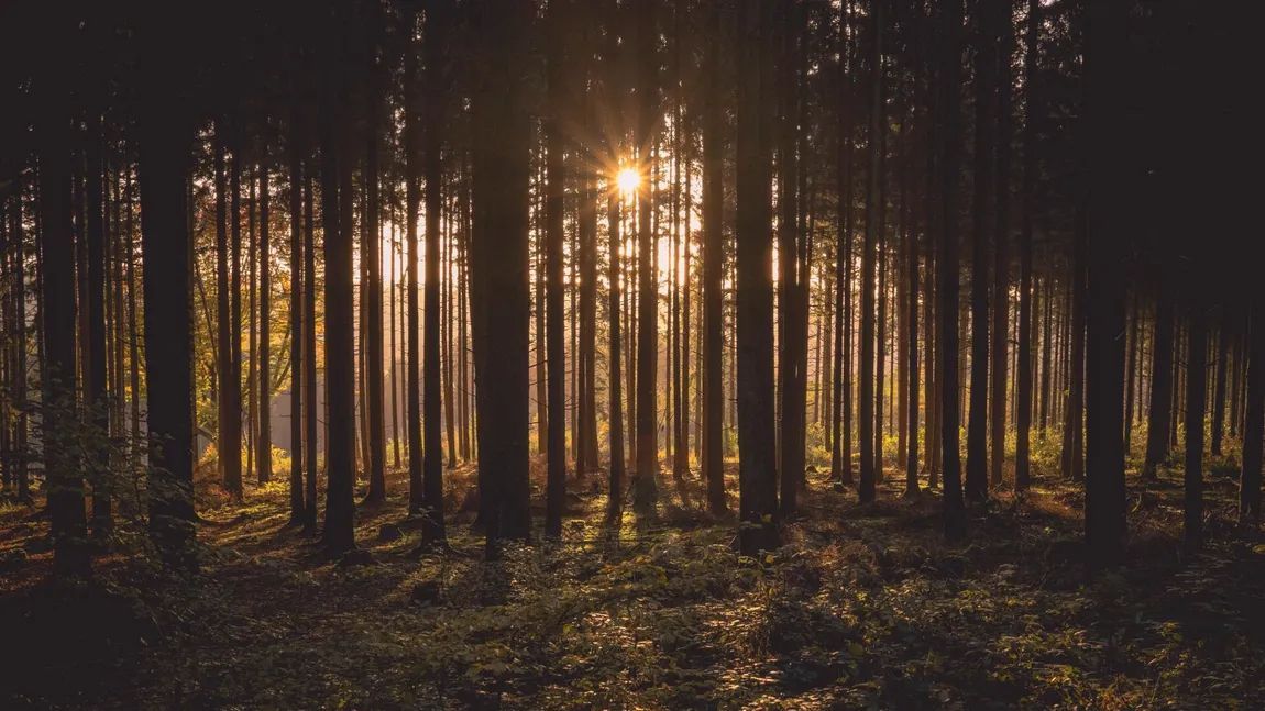 trees and sun