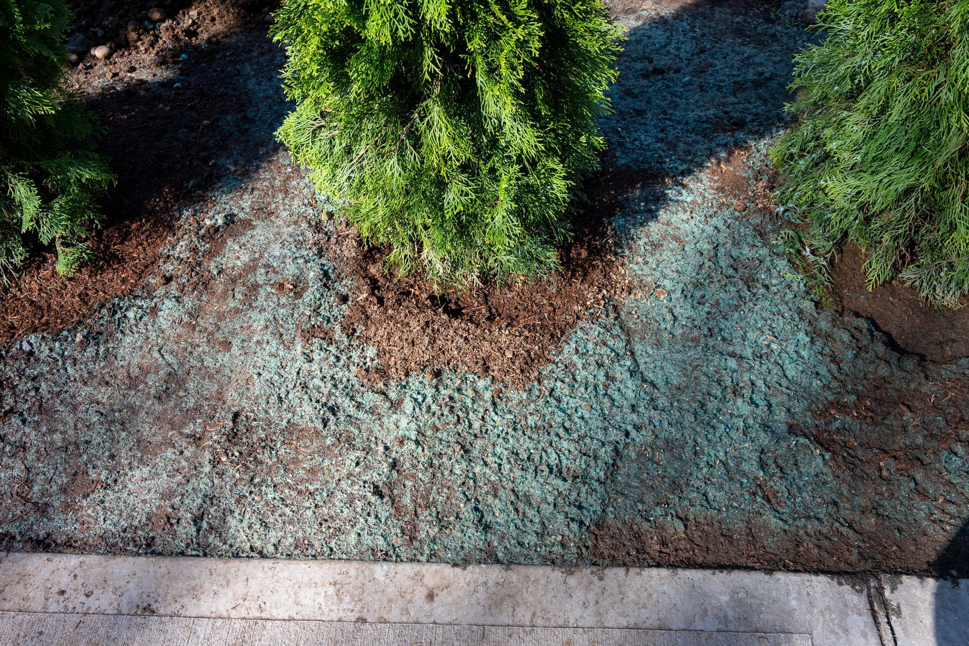 Green shrubbery beside a concrete curb with dry, reddish mulch and bluish ground cover in shade