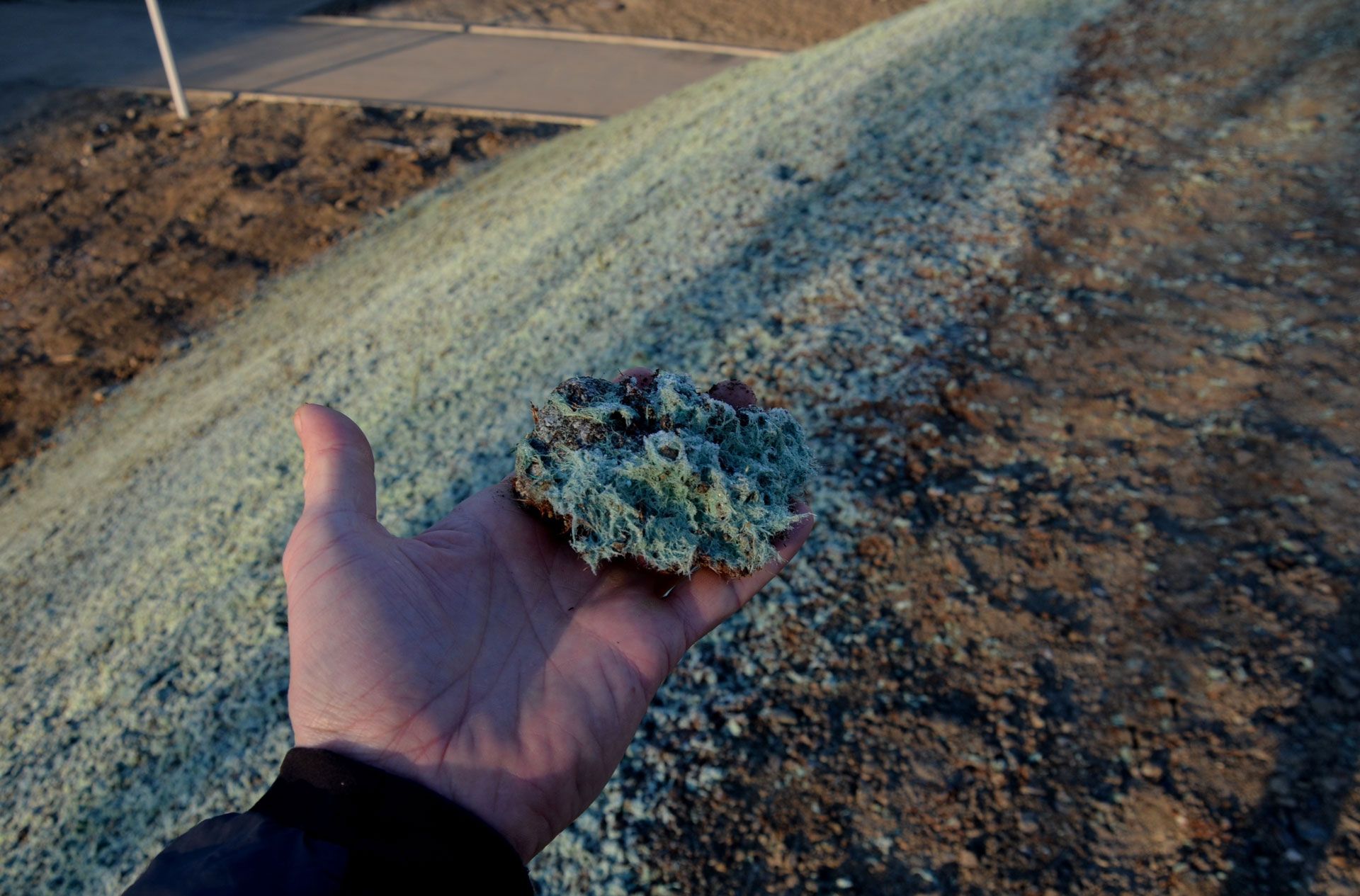 Hand holding a patch of frosty grass beside a curb in a winter roadside scene