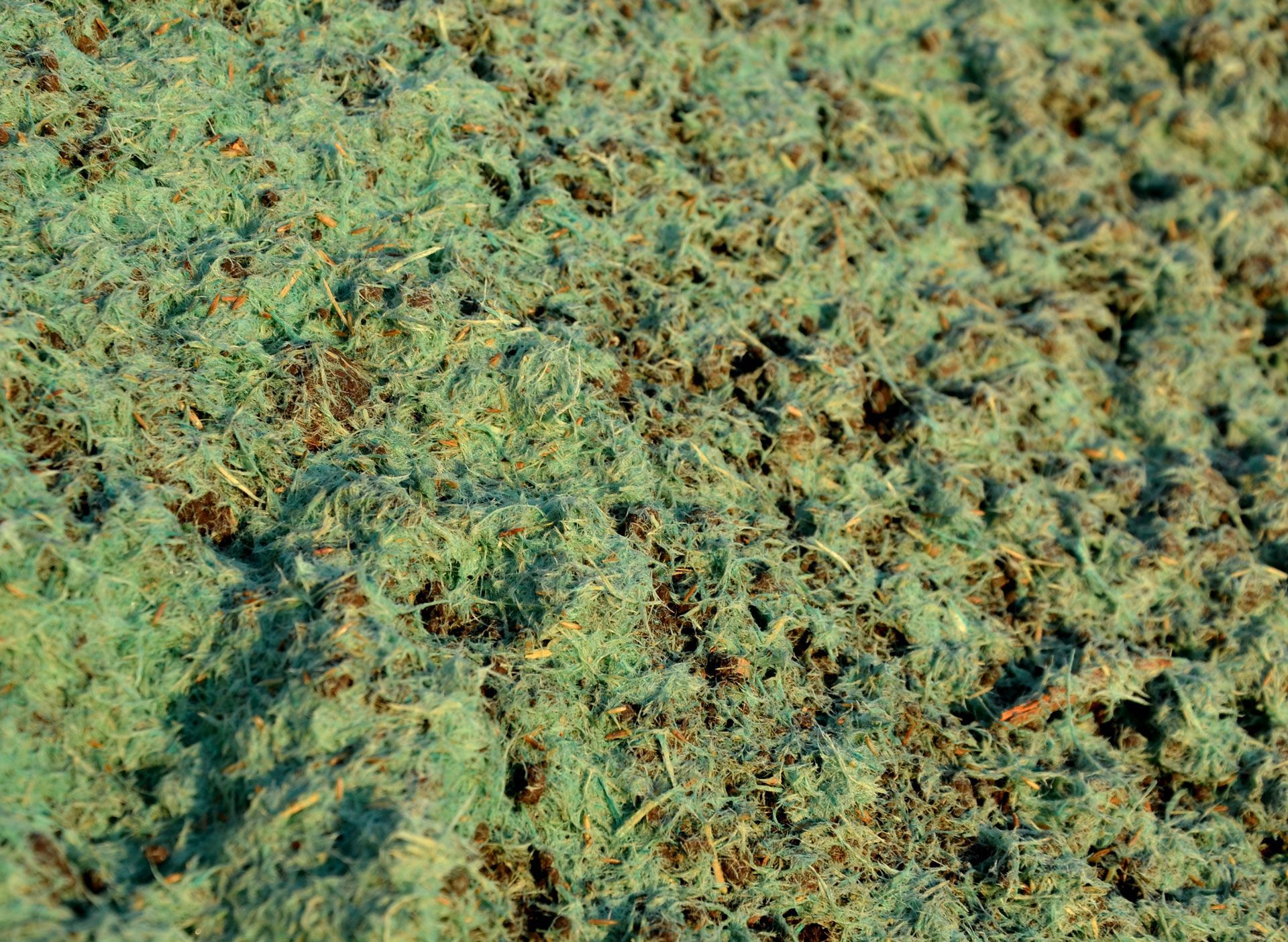 Close-up of green and brown textured plant material, resembling dried moss or vegetation.