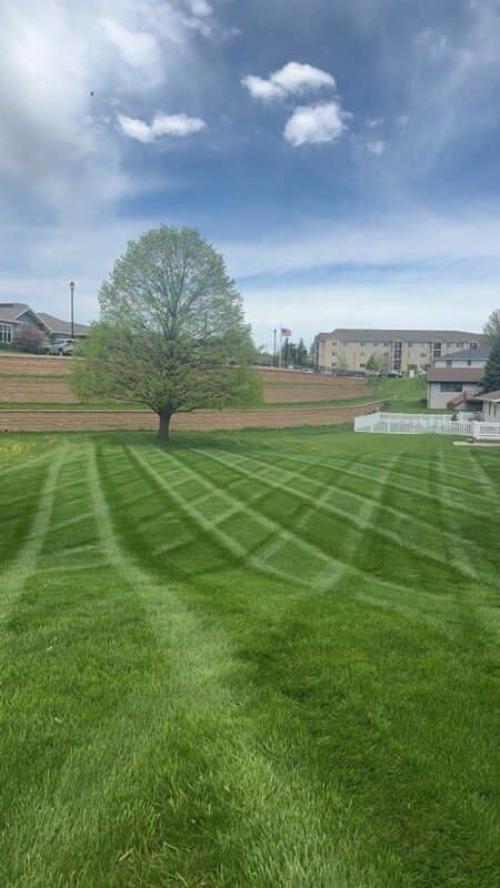 A lush green lawn with a tree in the background and a building in the background.