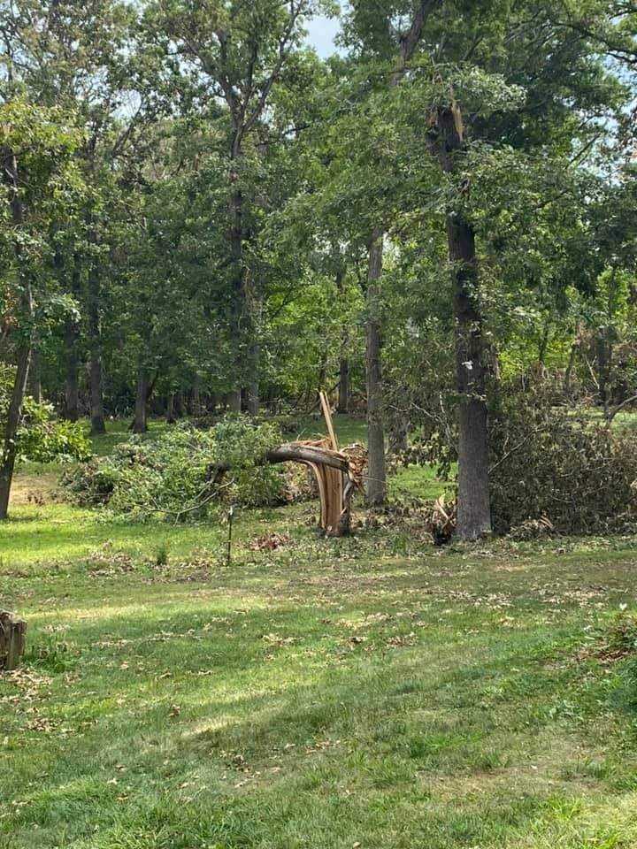 A fallen tree in the middle of a grassy field with trees in the background.