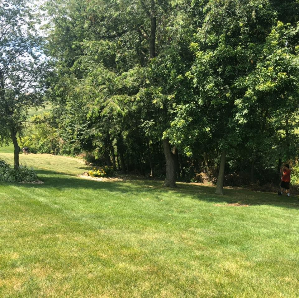 A lush green field surrounded by trees on a sunny day.