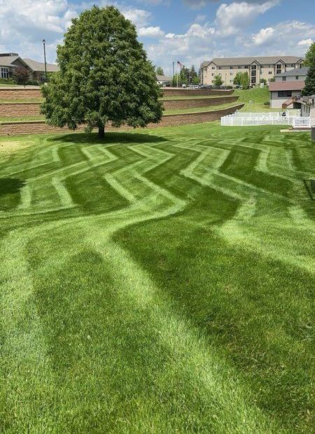 A lush green lawn with a tree in the middle of it.