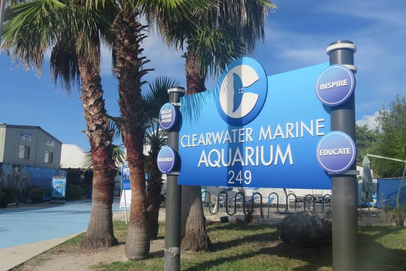 Clearwater Marine Aquarium blue street sign with white text. Palm trees in the background
