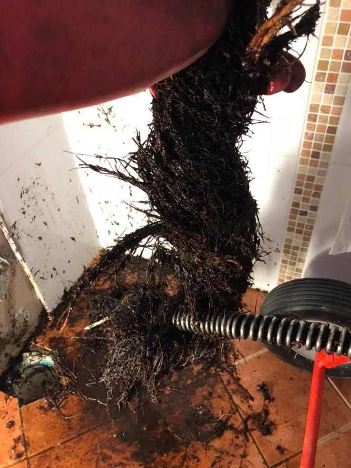 Roots pulled from drain; a drain snake is visible. Brown roots on orange tiled floor; hand holds the mass. — Precise Plumbing & Drainage In Conder, ACT