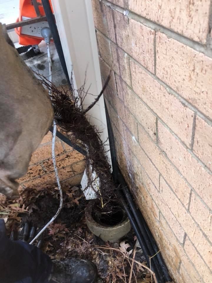 Roots clogging a pipe next to a brick wall. — Precise Plumbing & Drainage In Conder, ACT