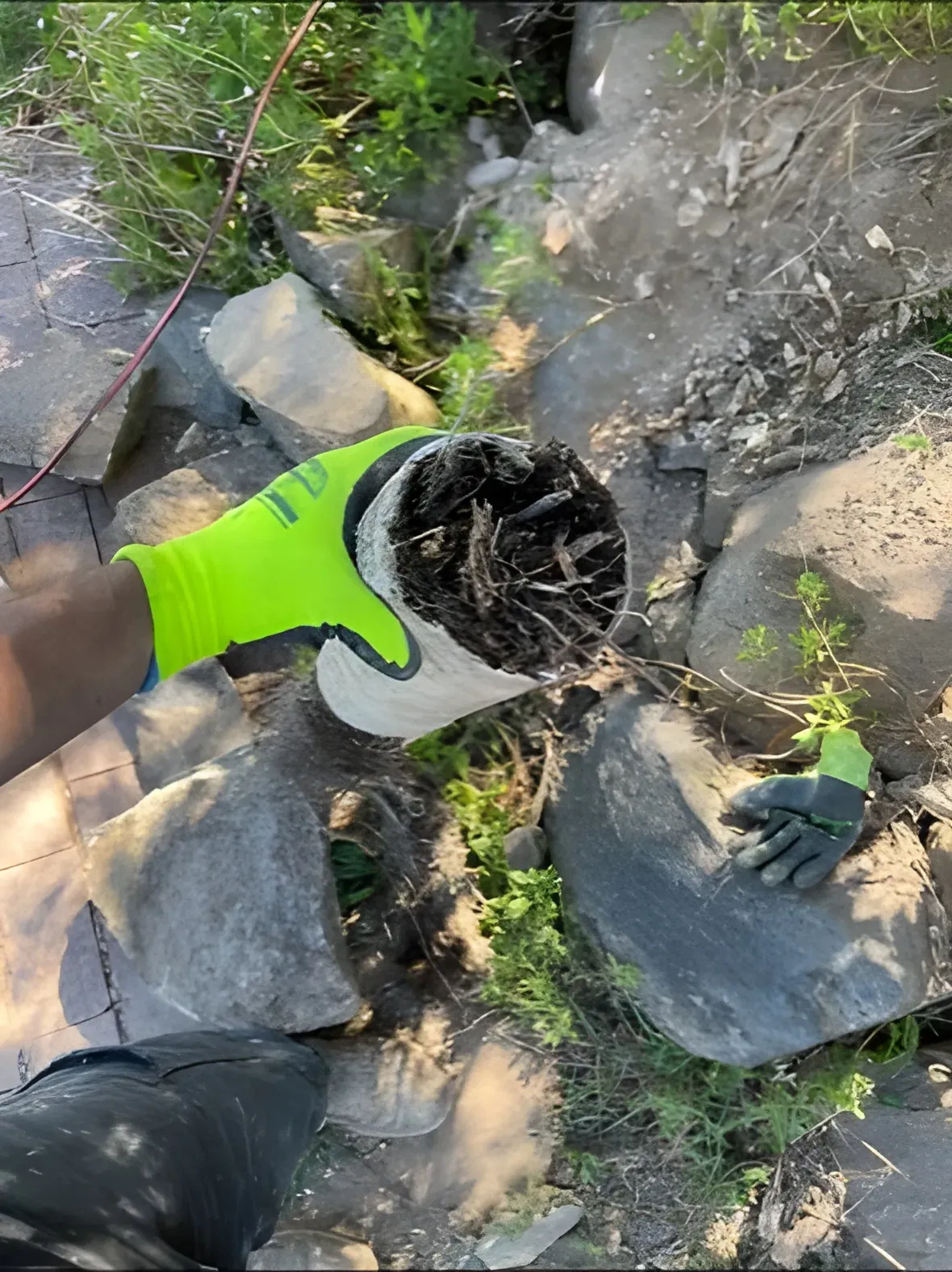 Person in green gloves holds a white bucket with roots against a rocky background. — Precise Plumbing & Drainage In Conder, ACT