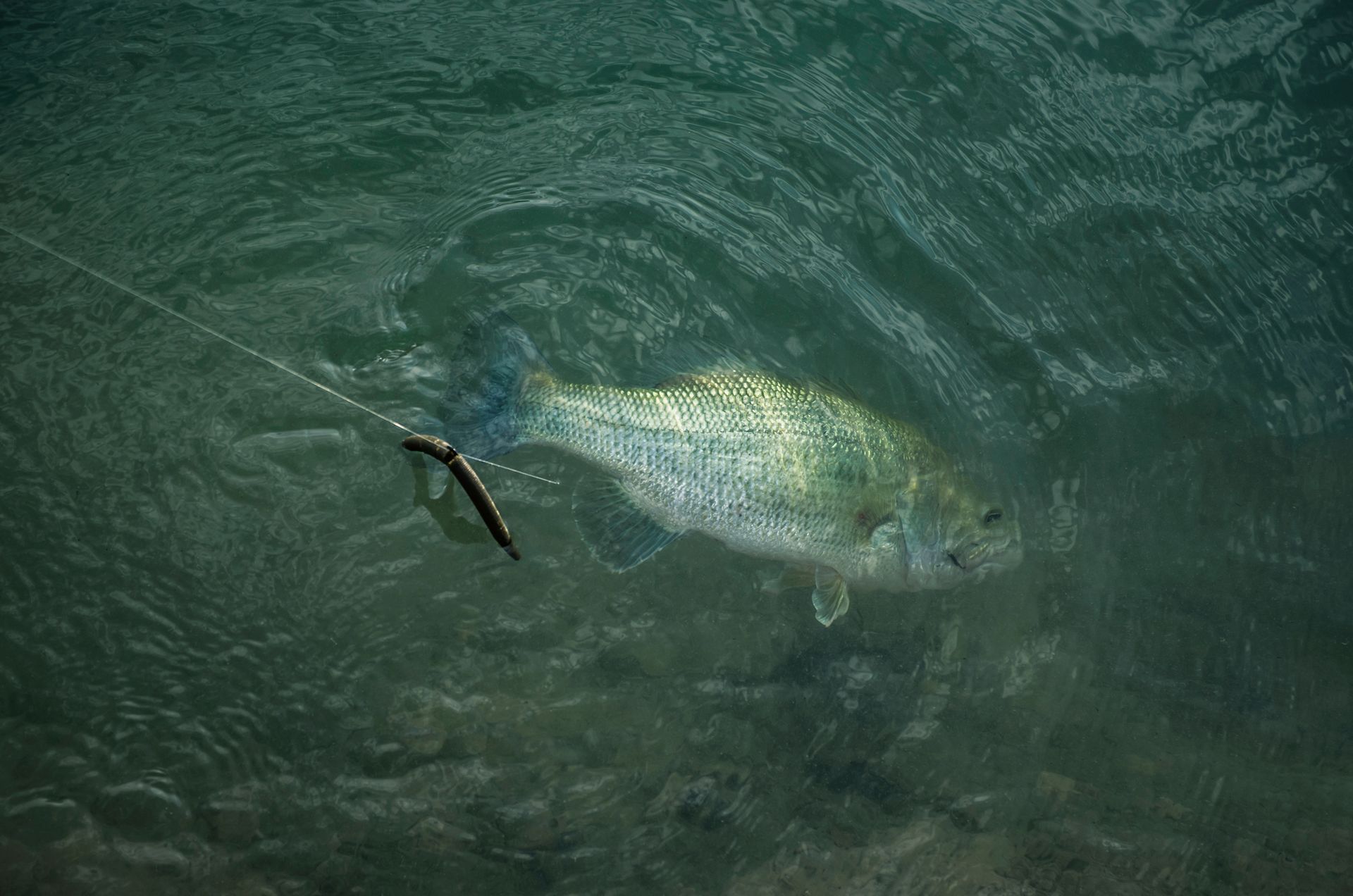 A fish is swimming in the water with a hook in its mouth.