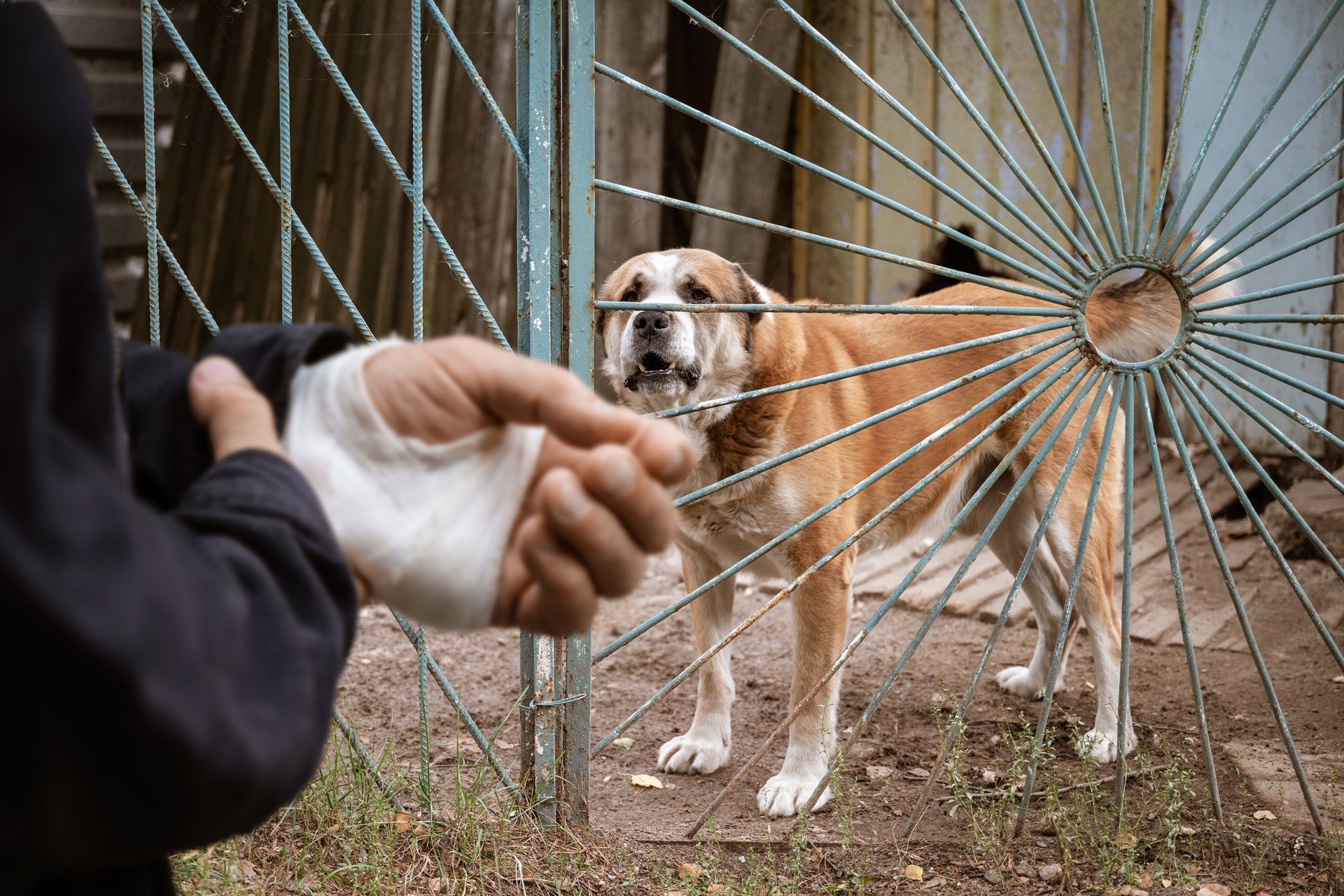 A person with a bandaged hand is shaking hands with a dog behind a fence.