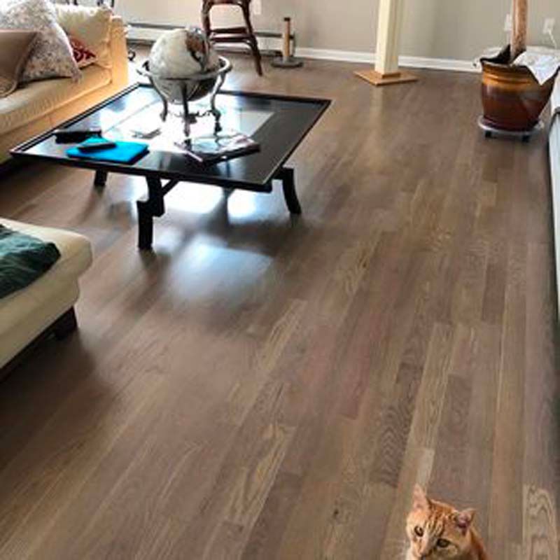 A cat is standing in a living room next to a coffee table.