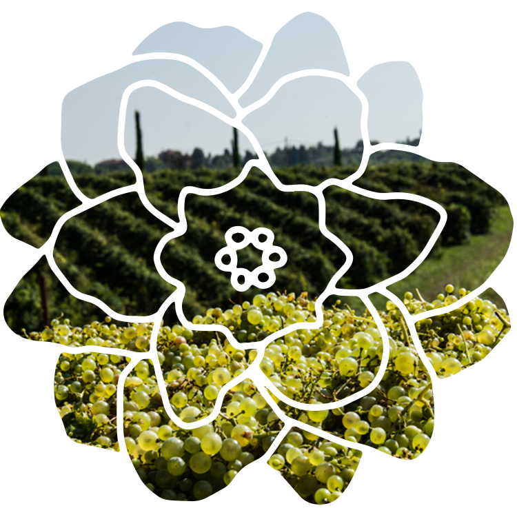 French vineyard in a flower shape