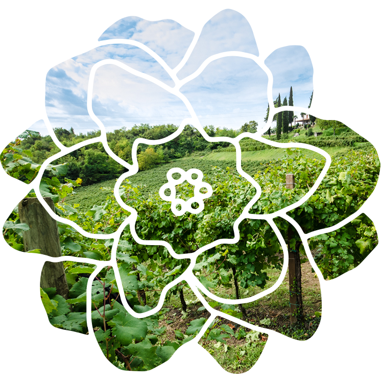 Prosecco vineyard in a flower shape