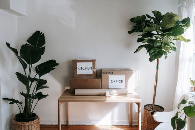 Minimal living room with two potted plants and a small table holding boxes against a white wall