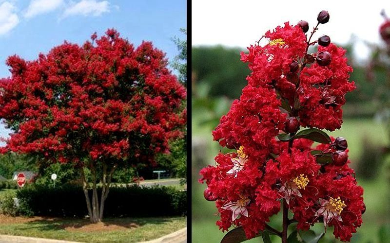 Landscaping Crape Myrtle 