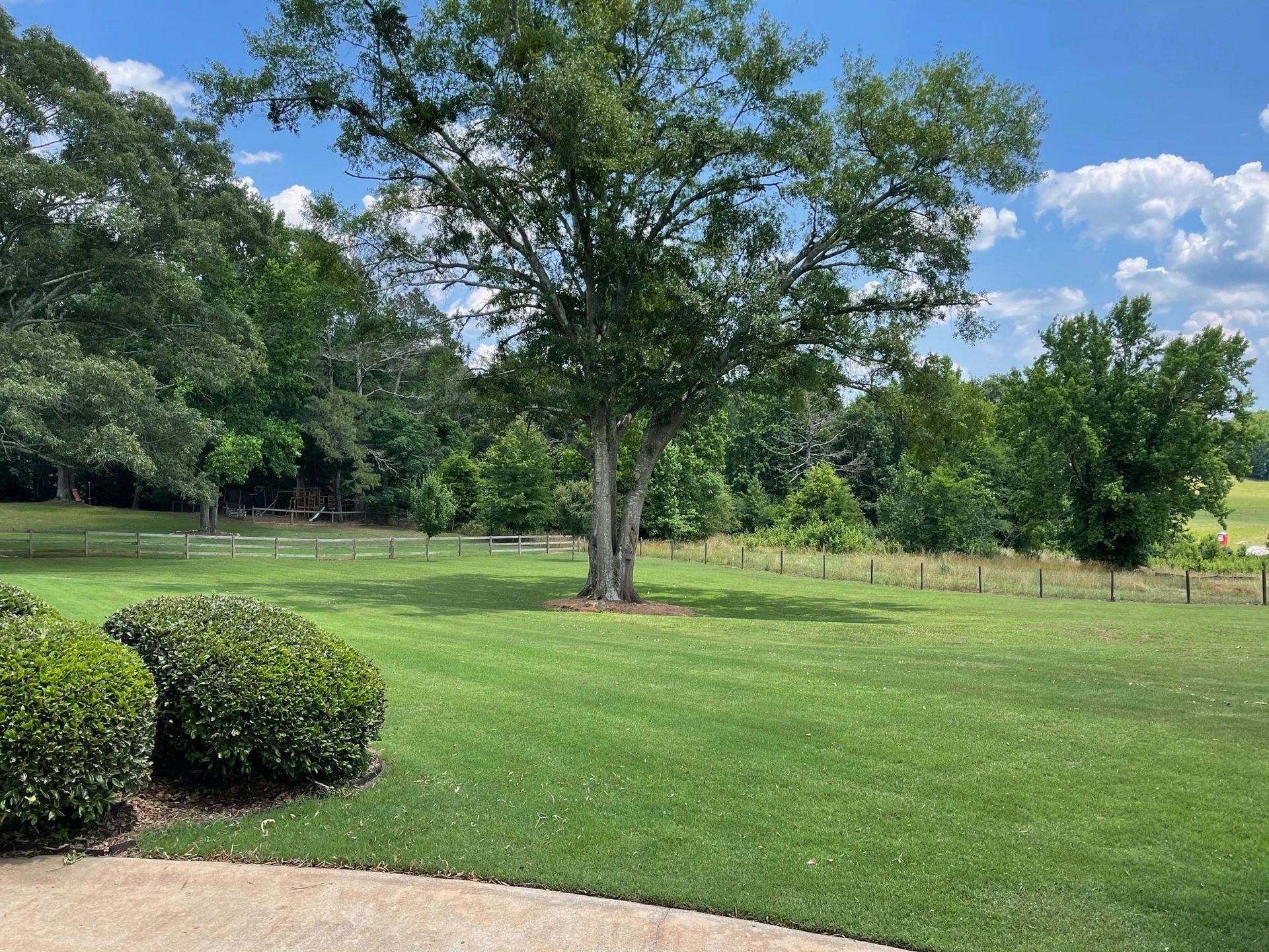 A large, leafy tree stands in the center of a lush green lawn, bordered by shrubs and a fence under a sunny blue sky.