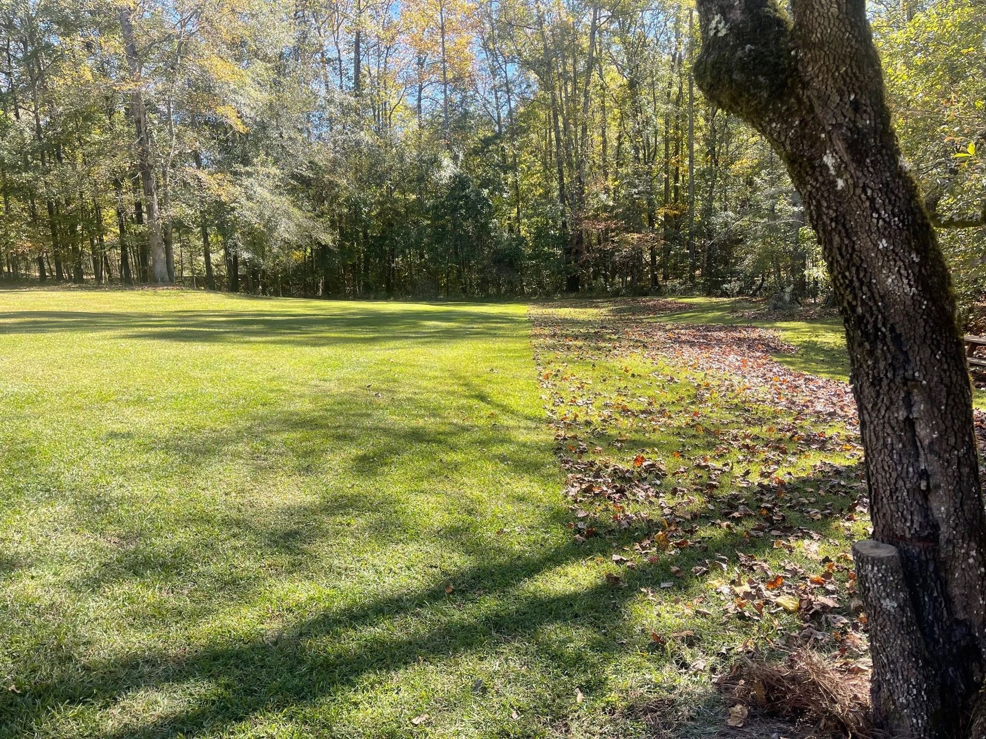 A grassy lawn in a forest setting, showing a sharp divide between a cleared area and a section covered in brown fallen leaves.