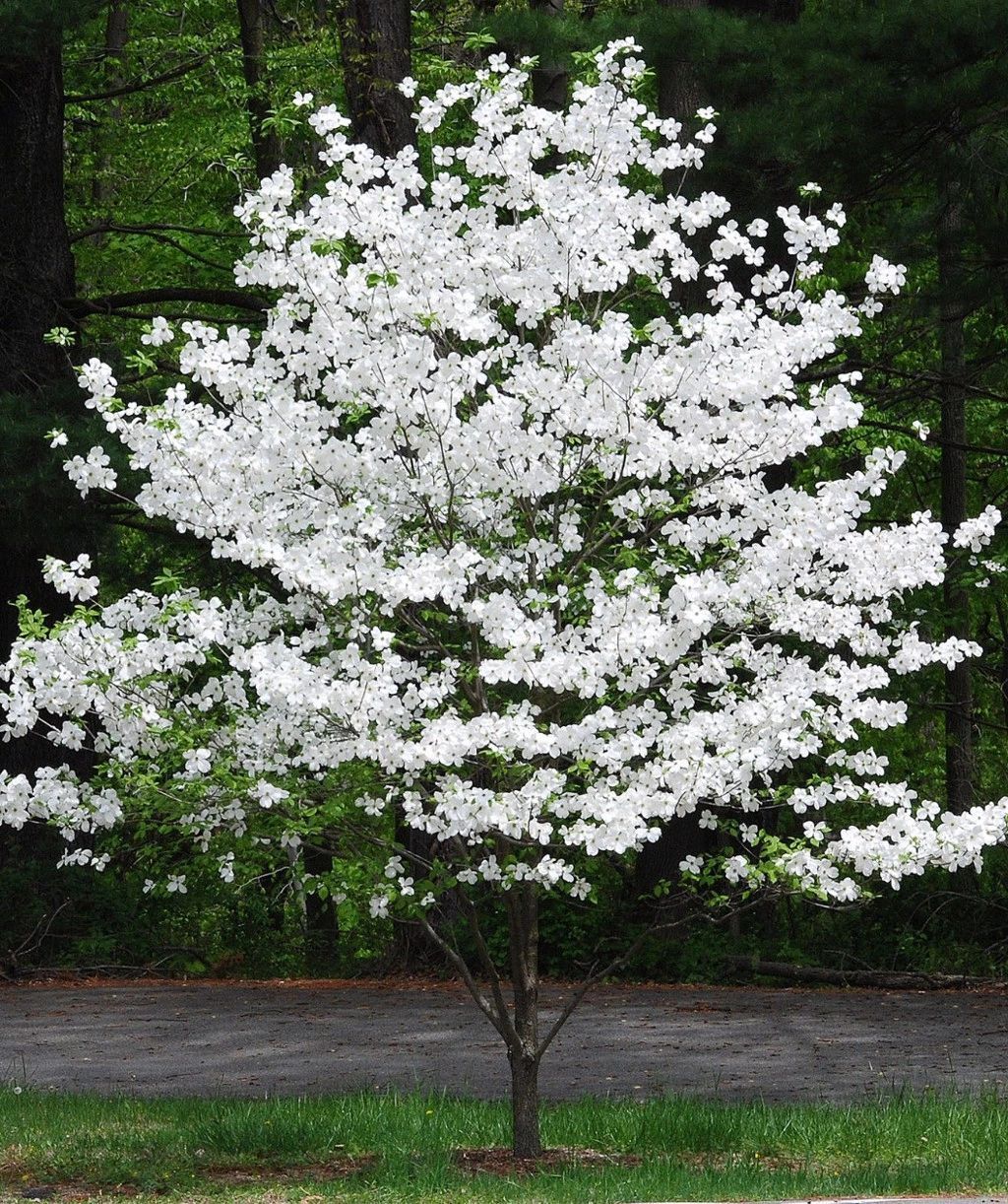 A young dogwood tree in full bloom with abundant white flowers, set against a backdrop of dark green trees and grass.