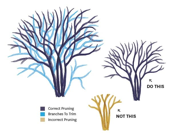 Illustration showing proper pruning of a shrub, highlighting which branches to remove versus incorrect topping techniques.