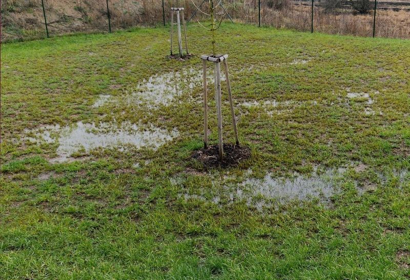 A waterlogged patch of grass with standing puddles surrounding two young, staked trees in an outdoor yard.