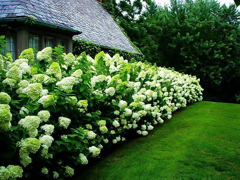 A lush row of white hydrangea bushes blooms beside a house and green lawn on a summer day.