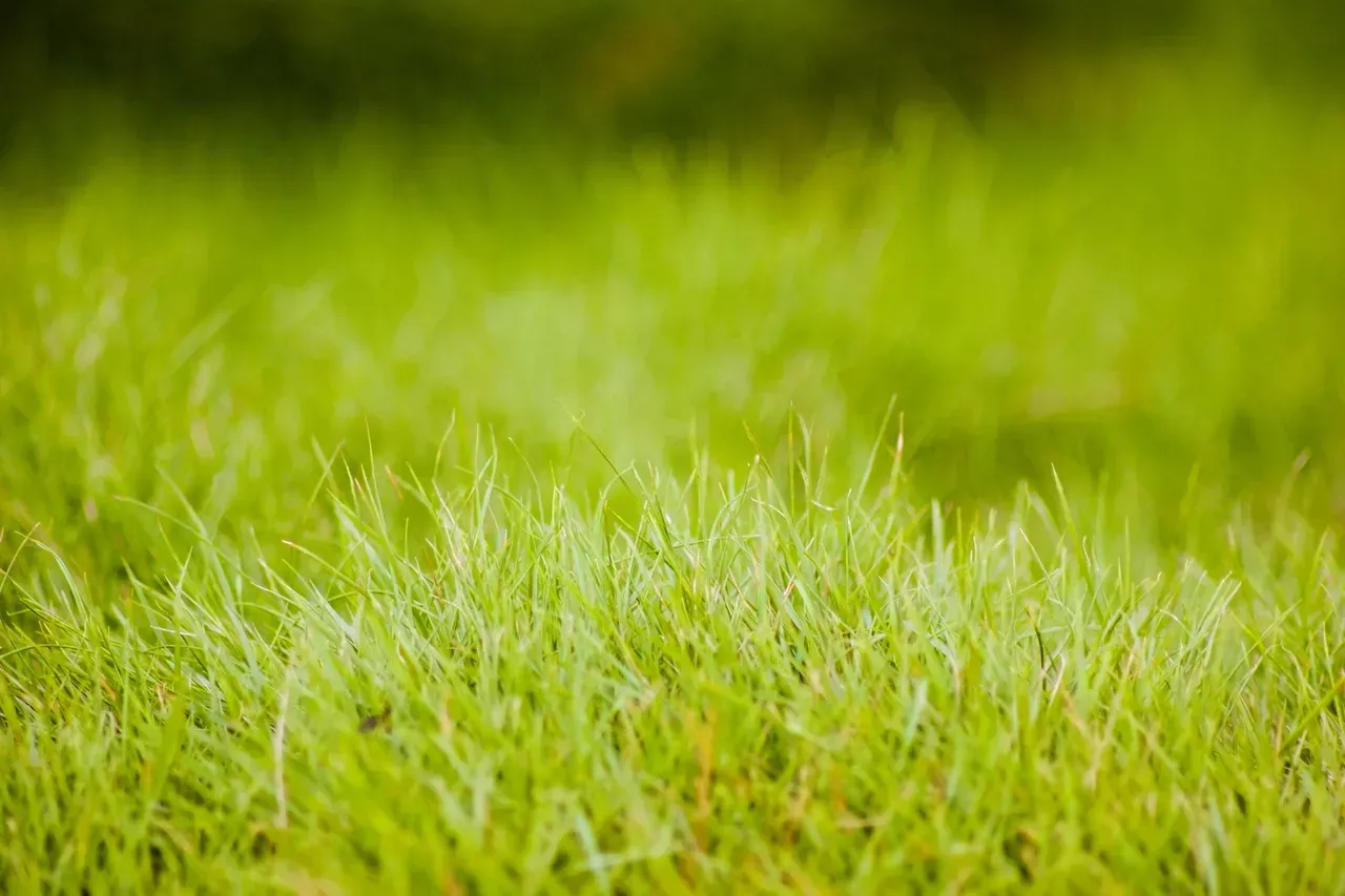 A close-up of vibrant green grass in a field, with a shallow depth of field blurring the background.
