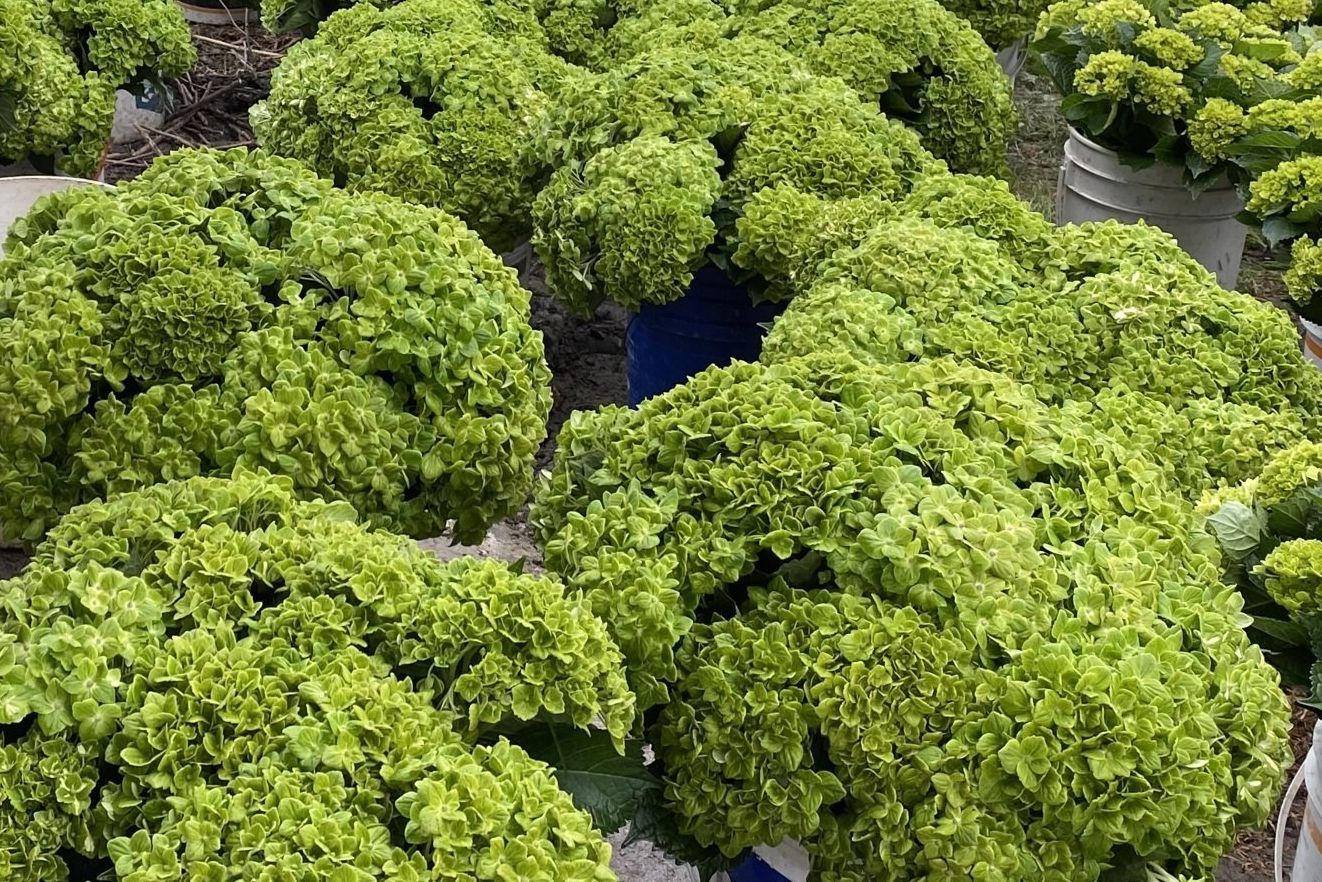 Green Hydrangea direct from farm