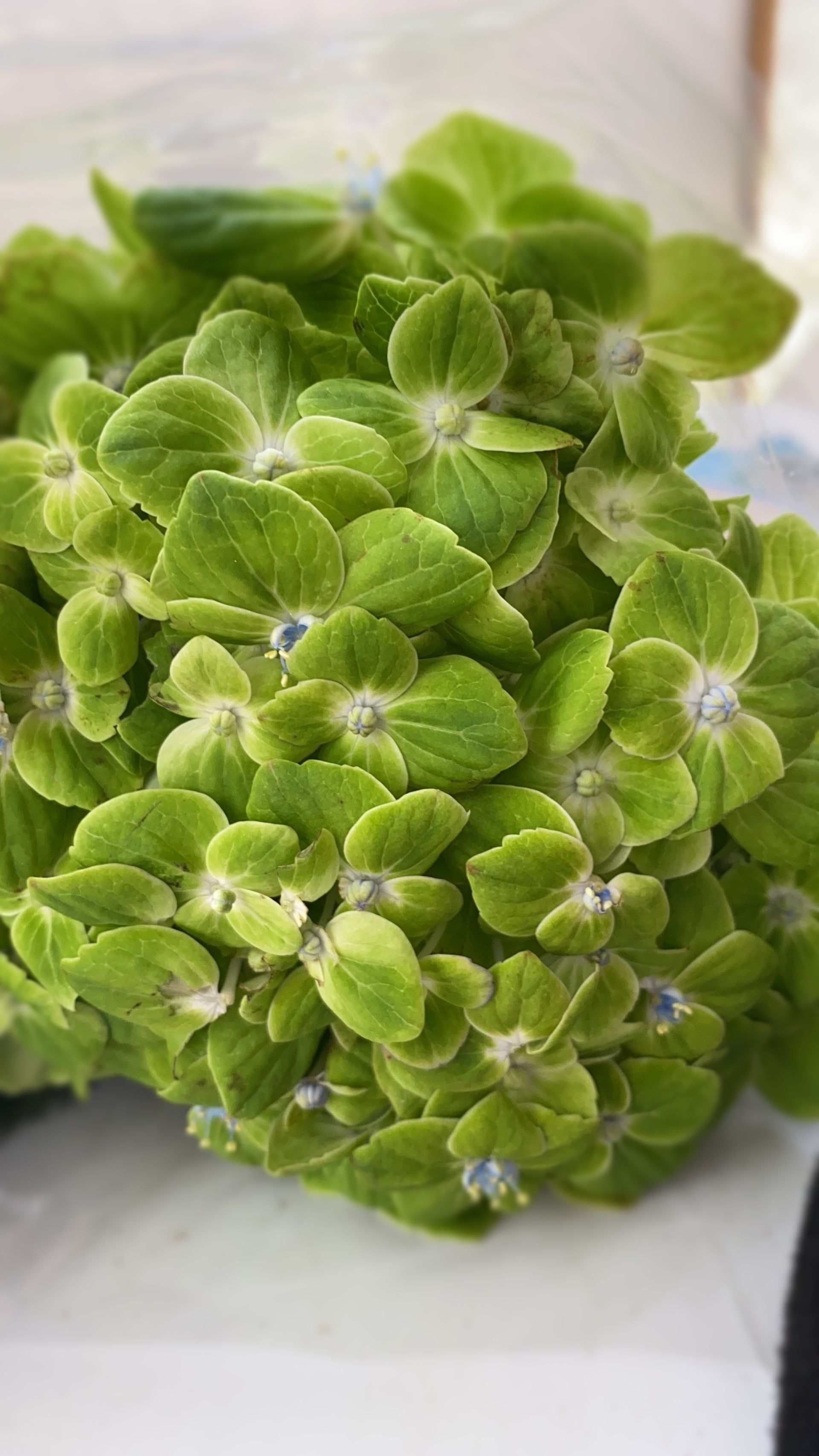 Green Hydrangea direct from farm
