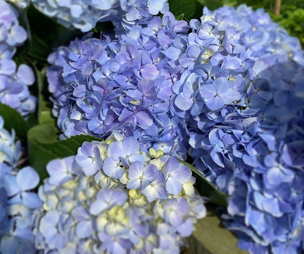 Blue Colombian hydrangea