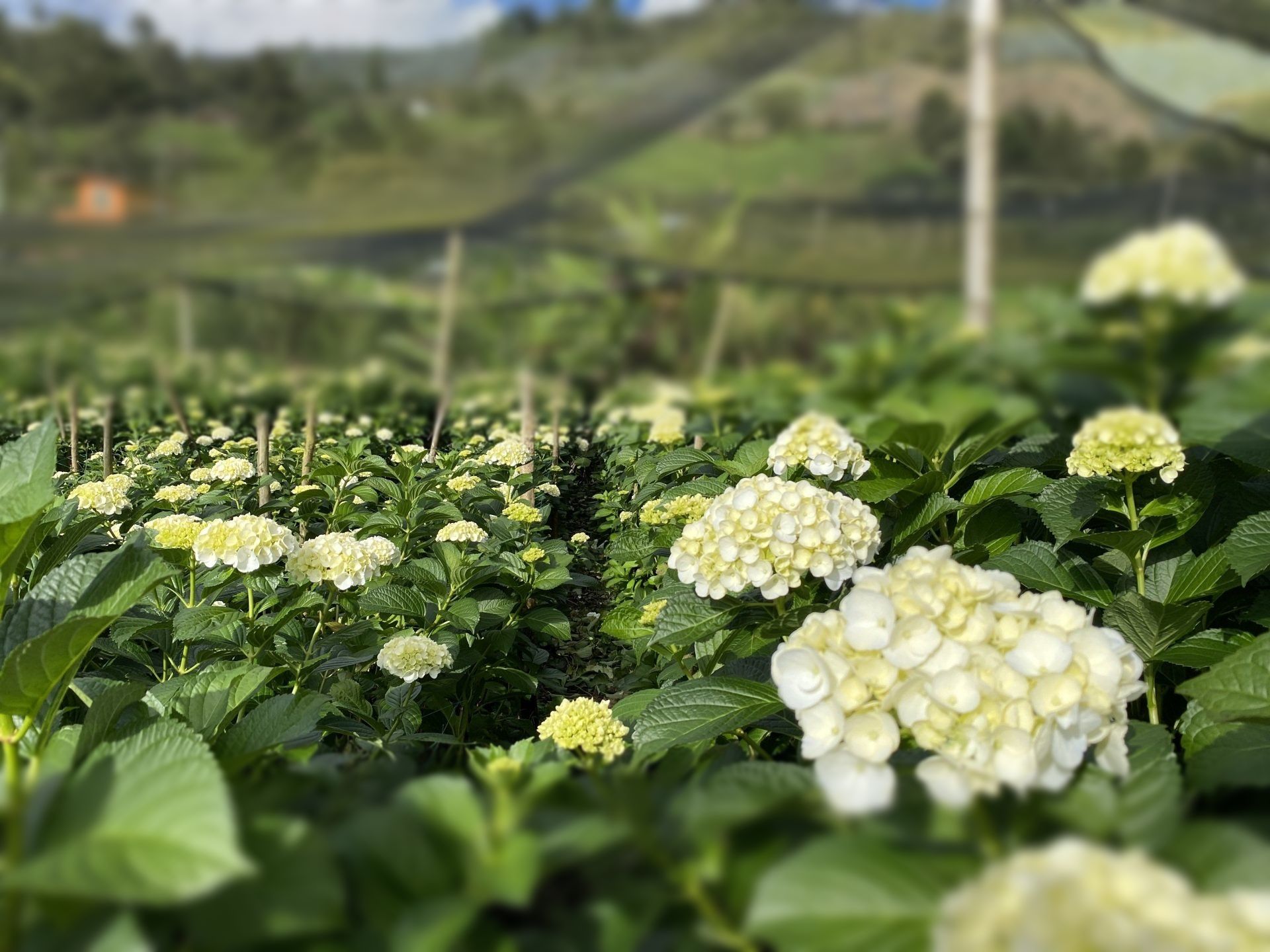 White Hydrangea direct from farm