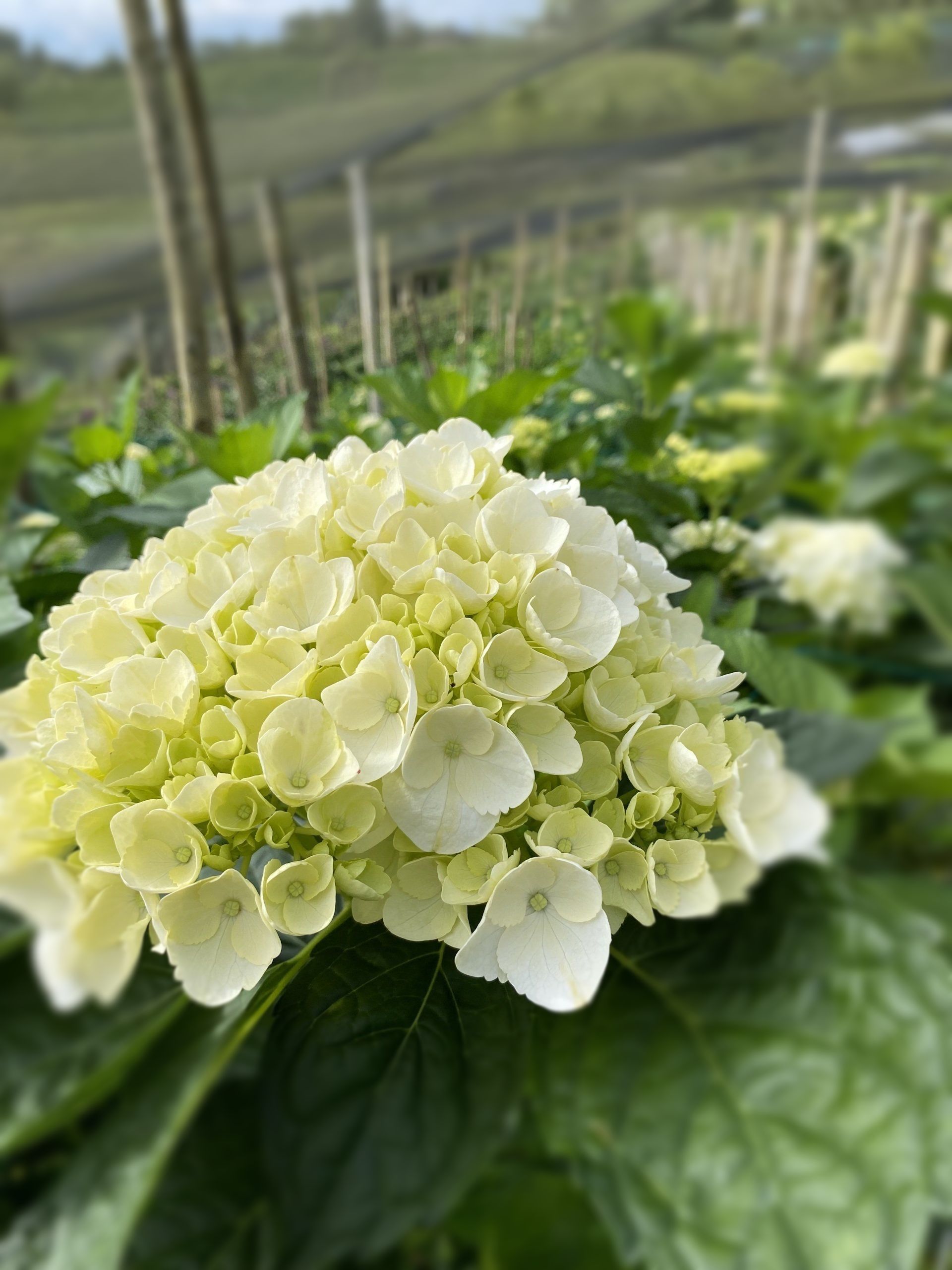 white Colombian hydrangea