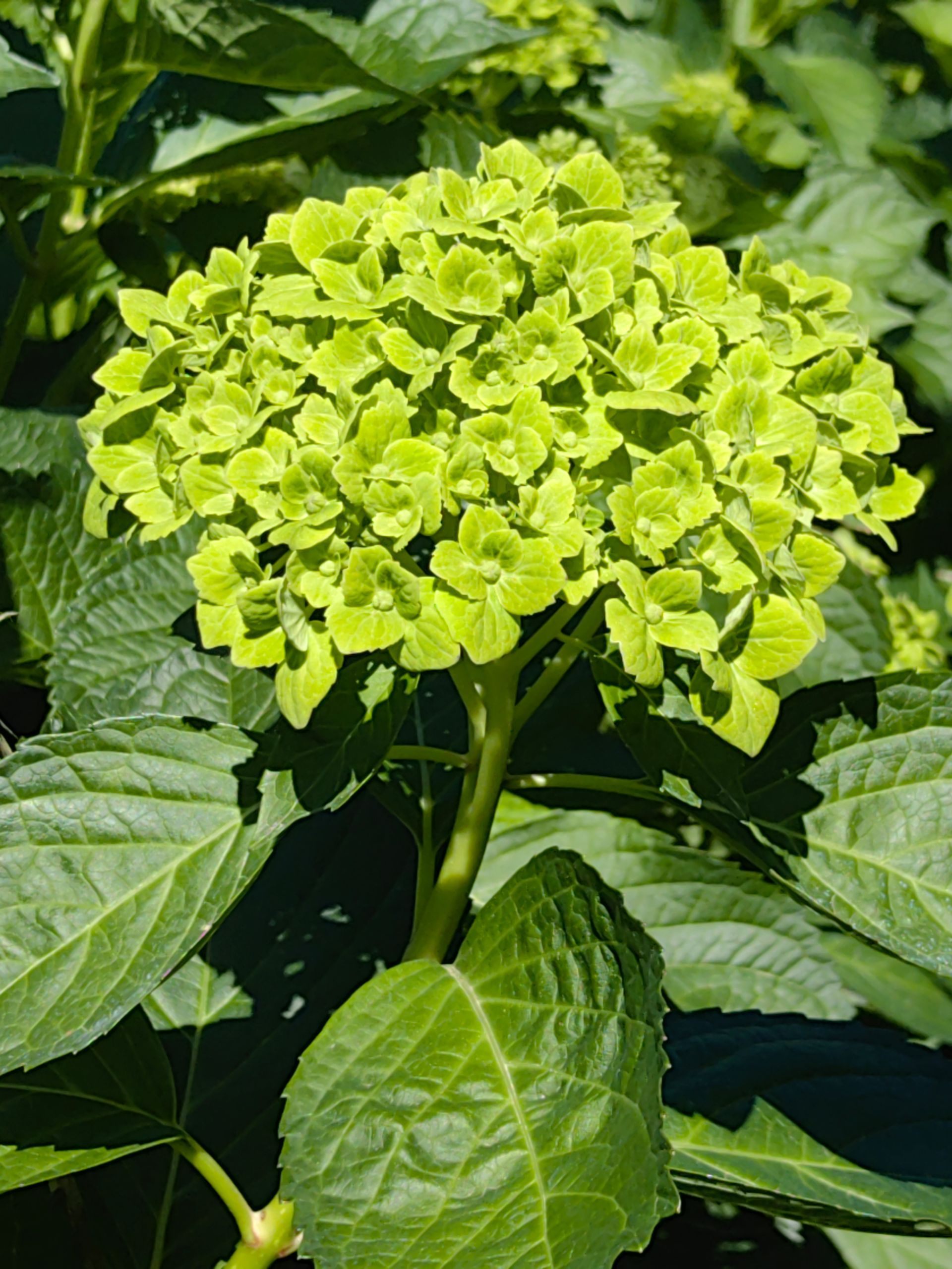 Green Hydrangea direct from farm