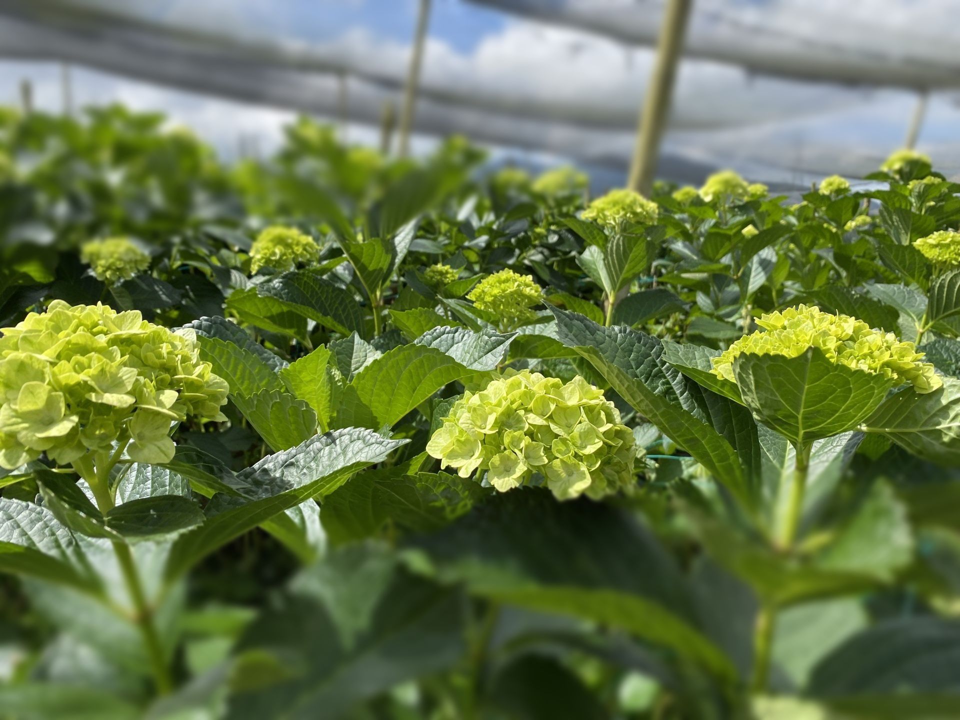 Green Hydrangea direct from farm