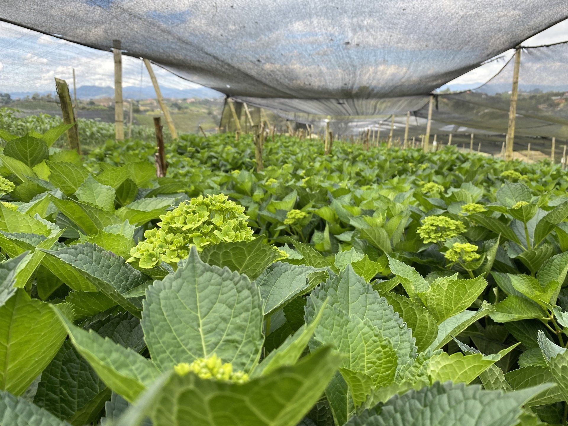 Green Hydrangea direct from farm