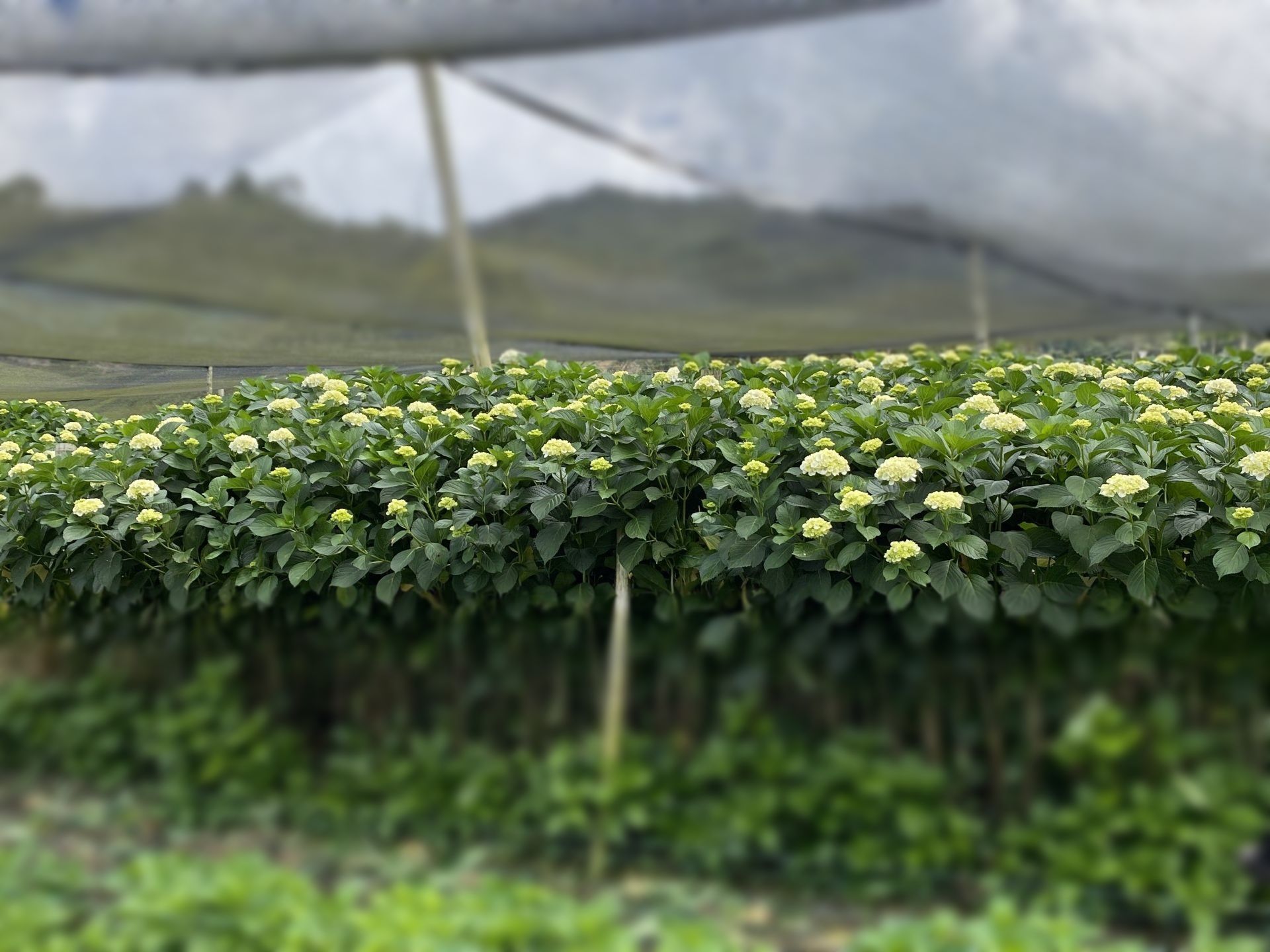 field of white Colombian hydrangea