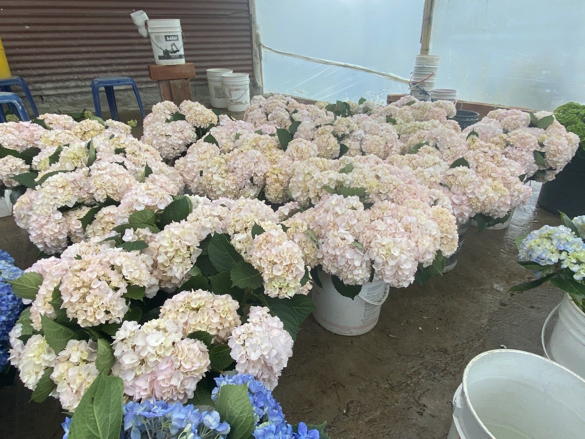 Pink hydrangea direct from farm