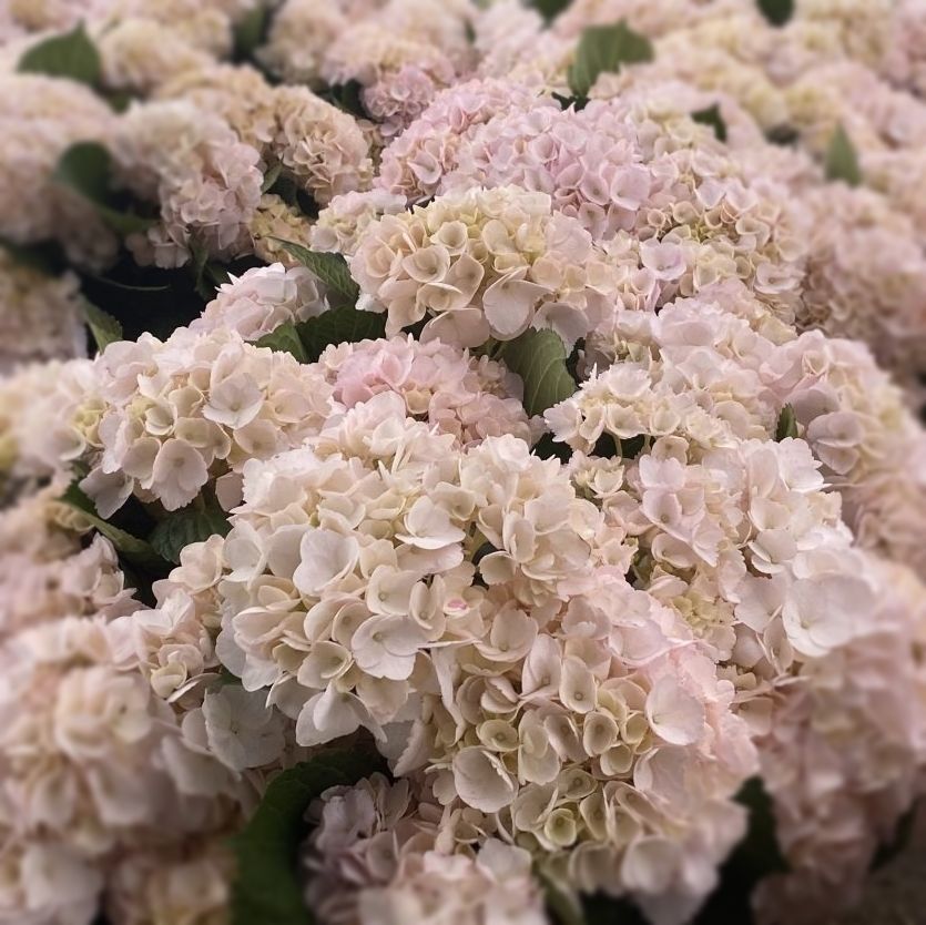 Pink hydrangea direct from farm