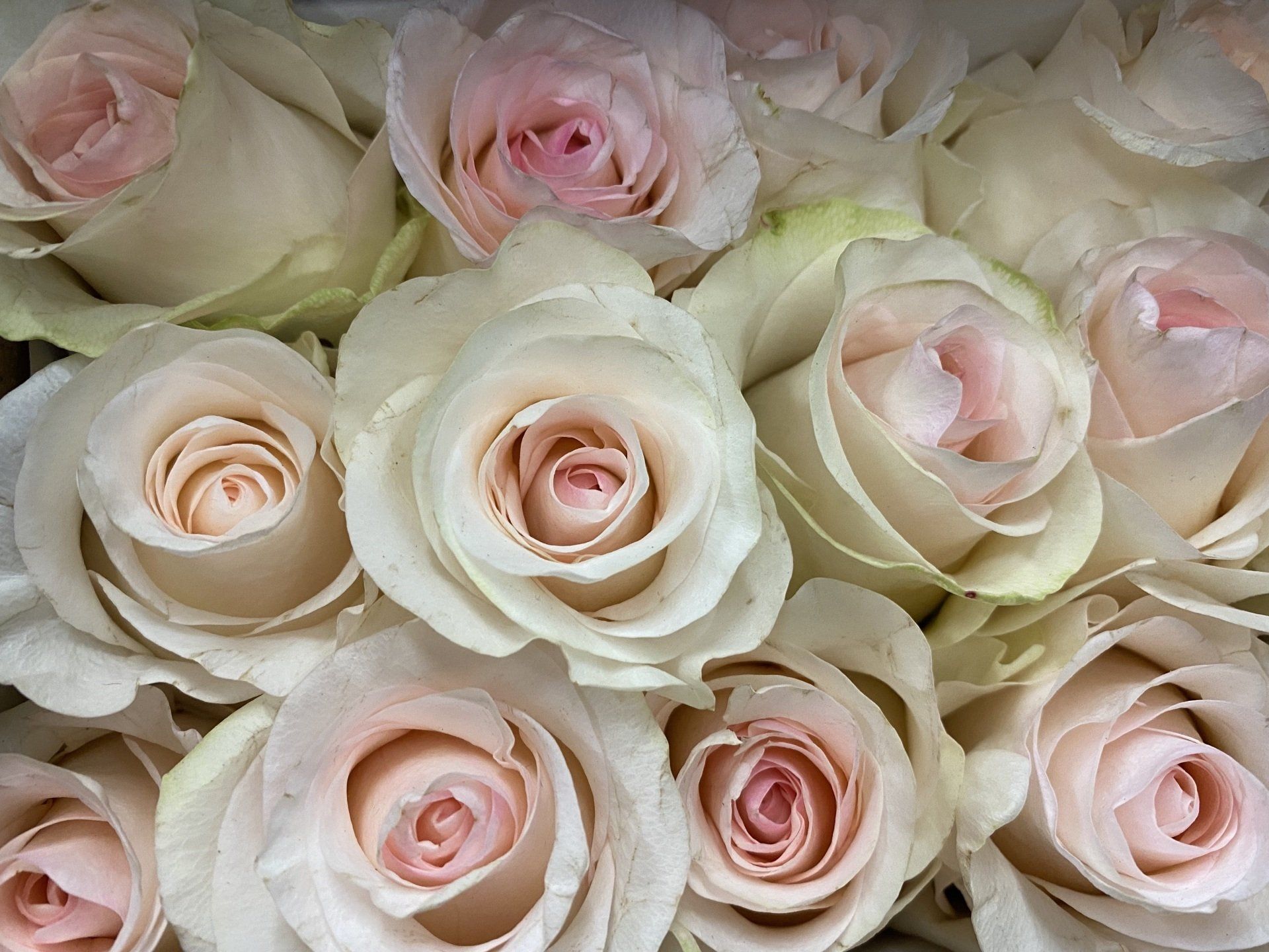 blush ecuadorian roses, Bloom My House, DIY flowers