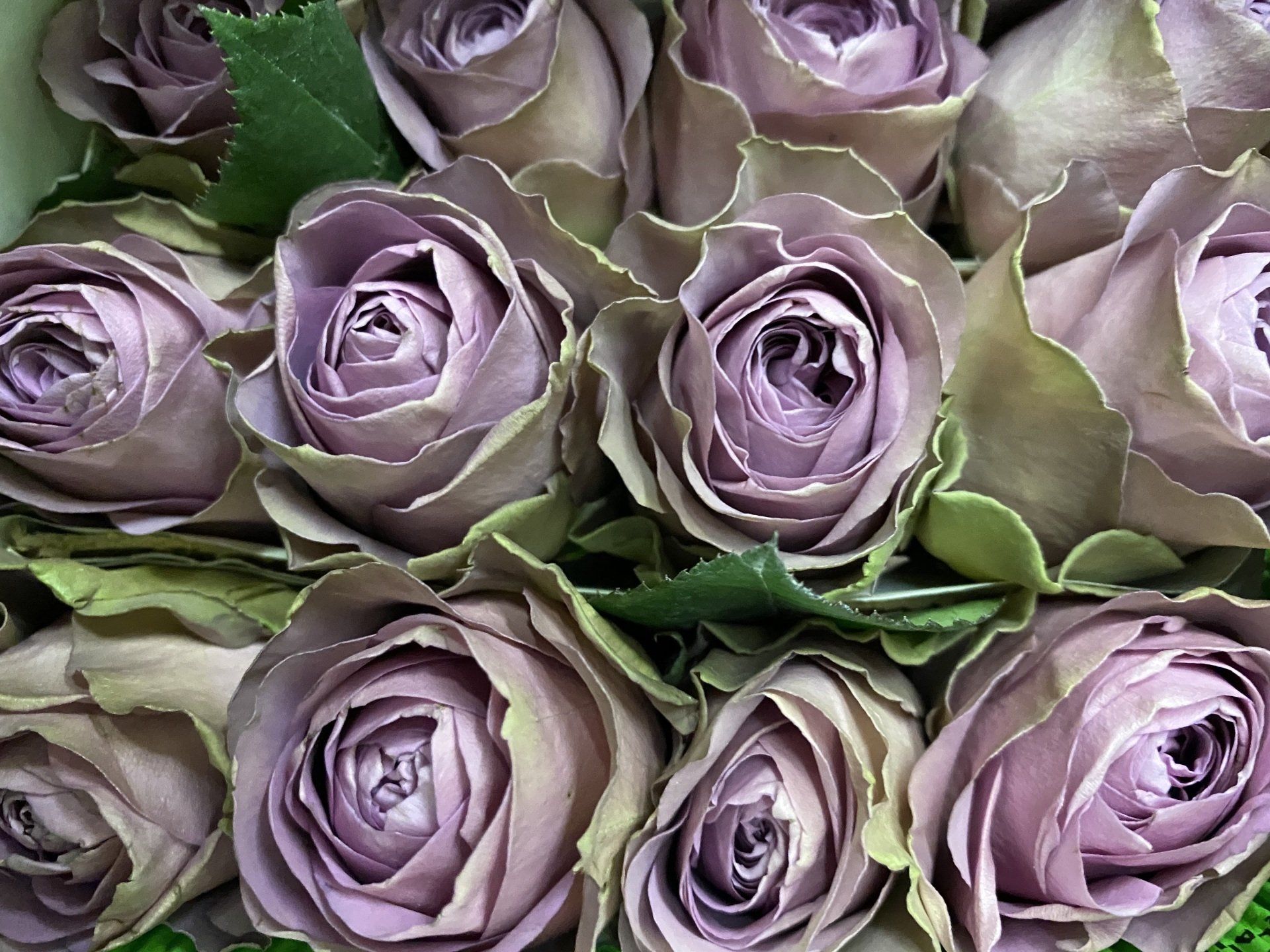 lavender ecuadorian roses, Bloom My House, DIY flowers