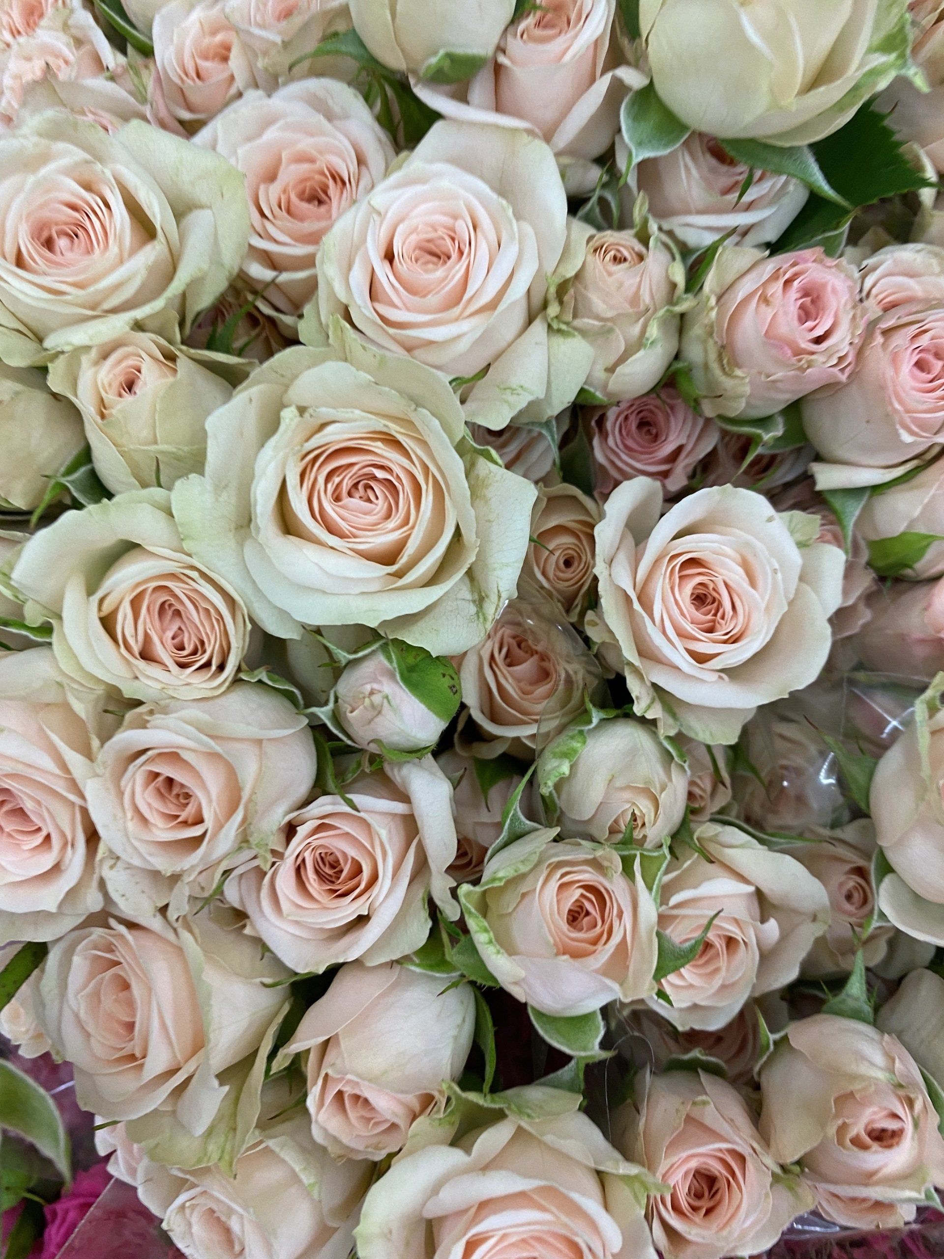 pink ecuadorian spray roses, Bloom My House