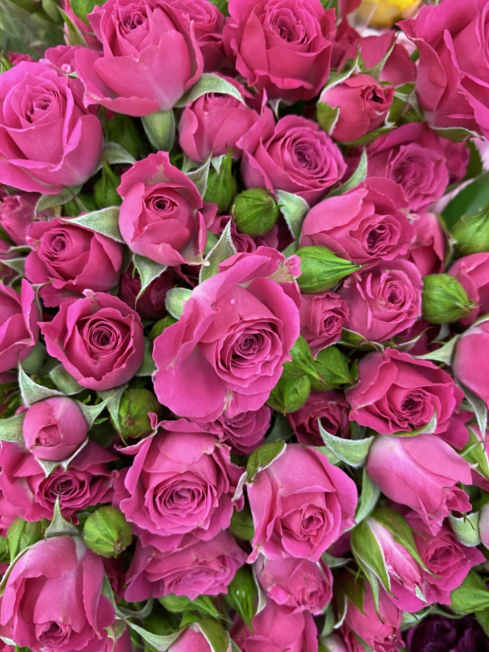 Hot pink ecuadorian spray roses, Bloom My House, DIY flowers