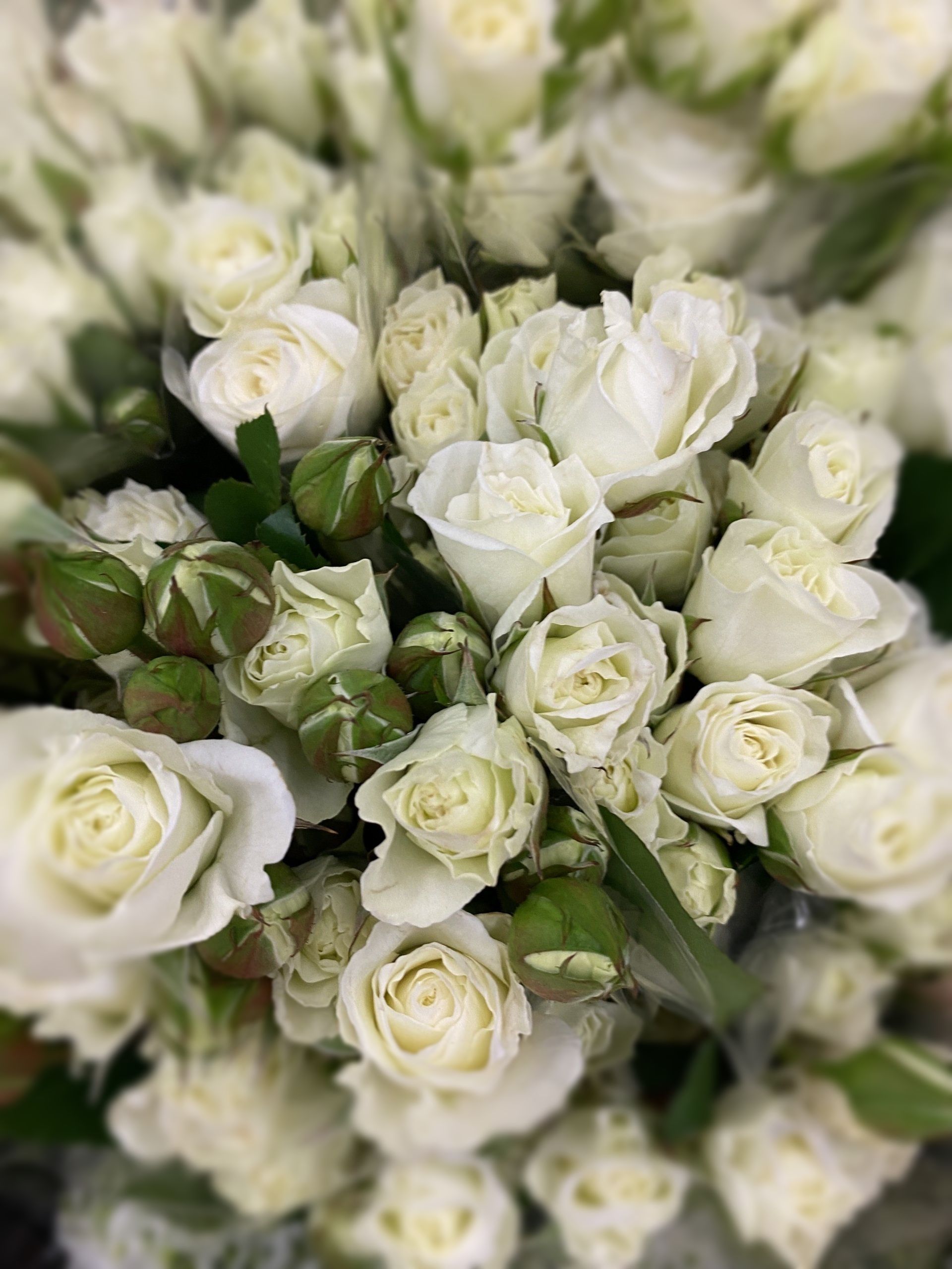 white ecuadorian spray roses,
Bloom My House